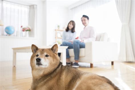 飼養人|ペットとの共生に必要なのは「動物福祉」視点。業界。